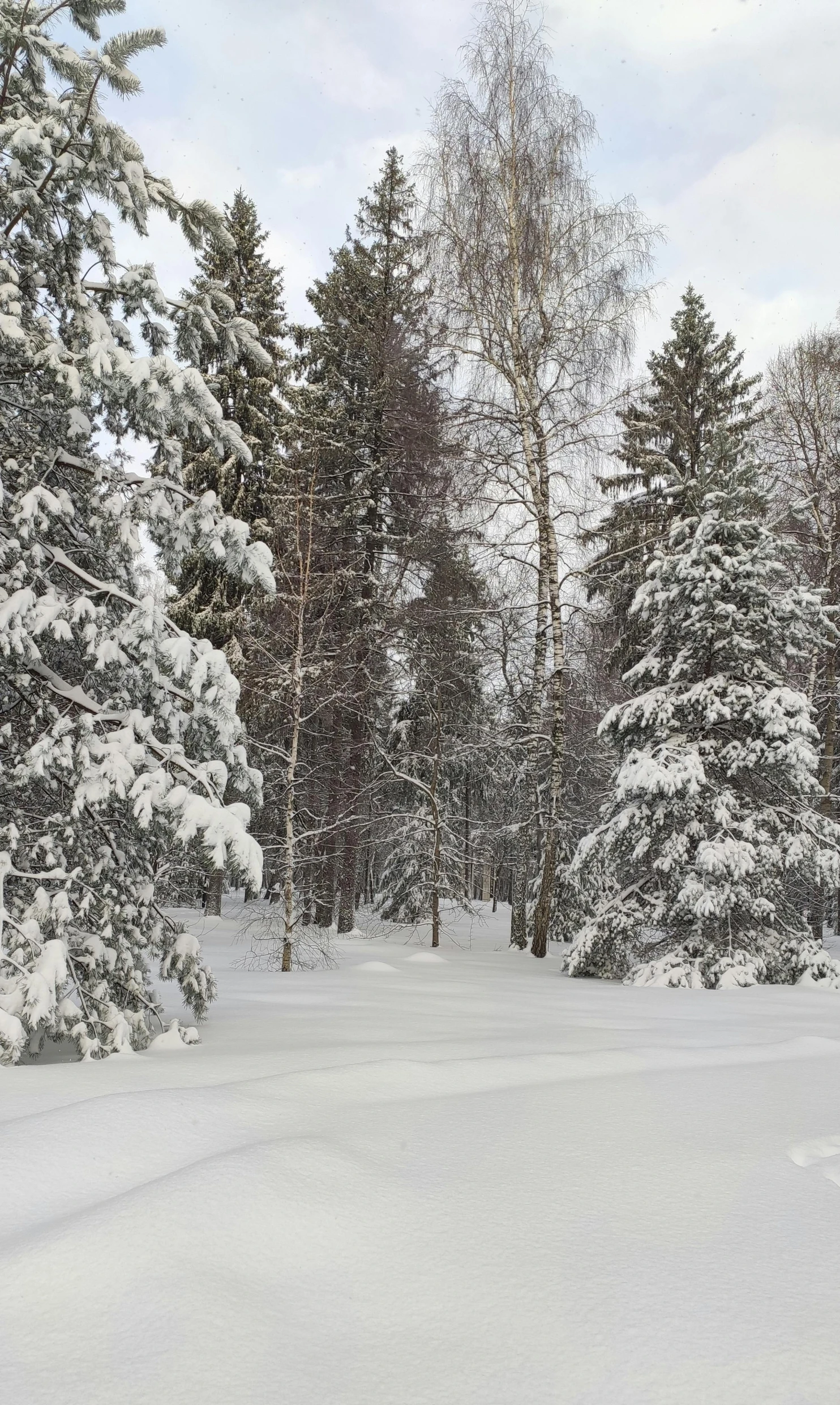 a man on a snowboard travels through the woods