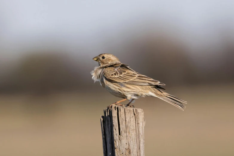 a bird perched on top of a wooden post