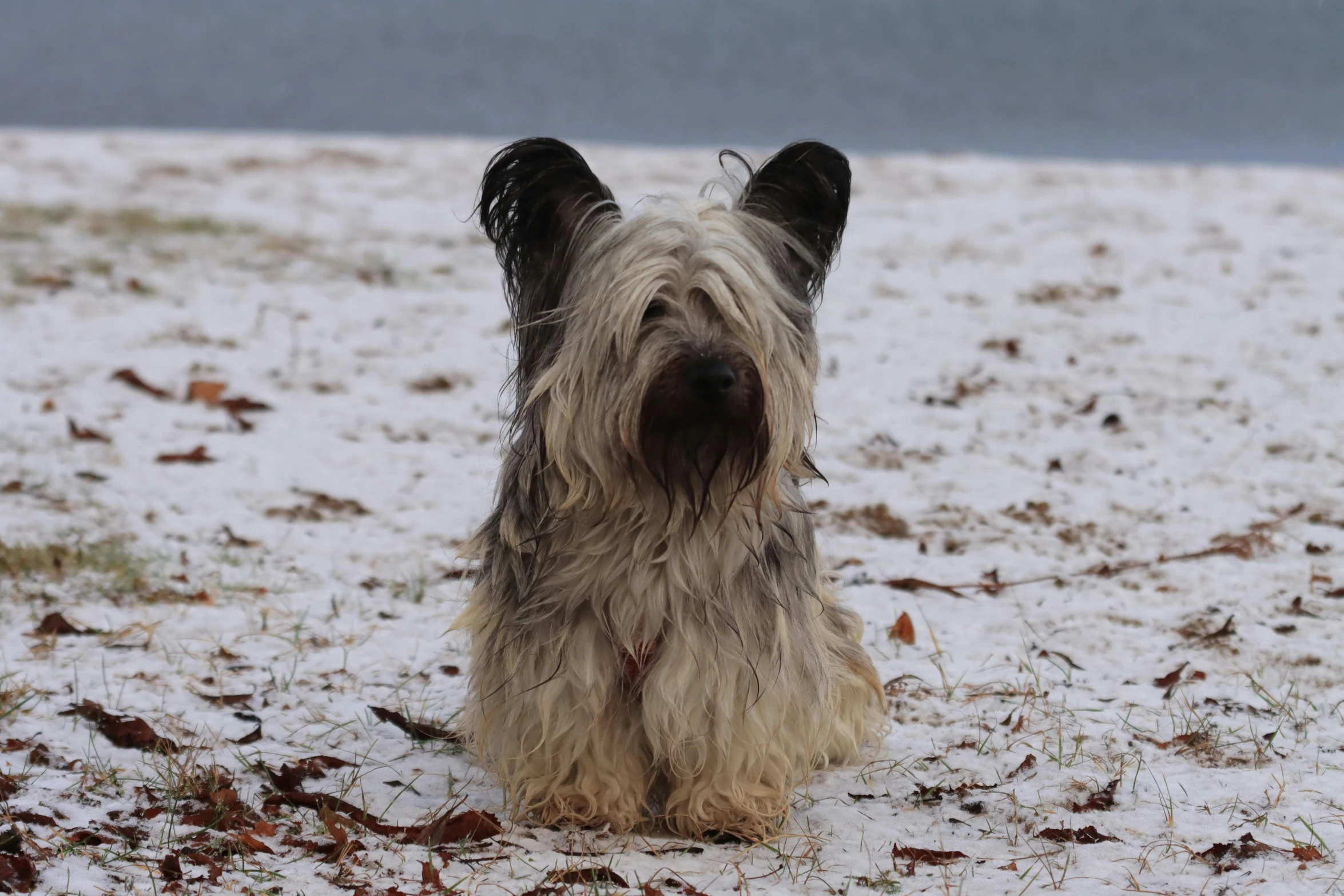 a gy dog sitting on the snow covered ground