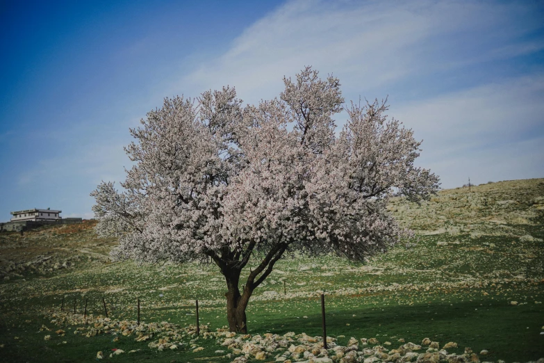 a blossoming apple tree in a green, rocky meadow