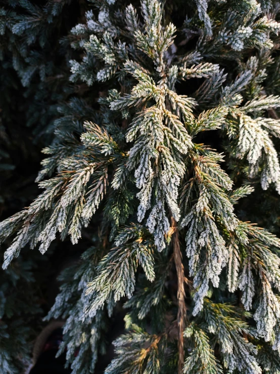 a fir tree is shown with lots of snow on it