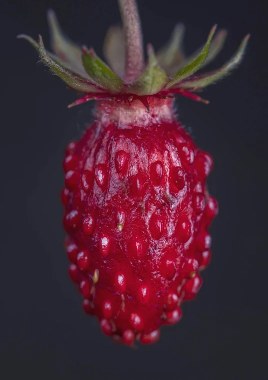 the fruit is almost covered up and partially eaten