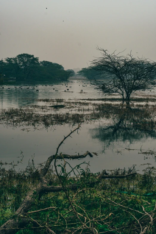 a flooded plain with trees and bushes in the distance