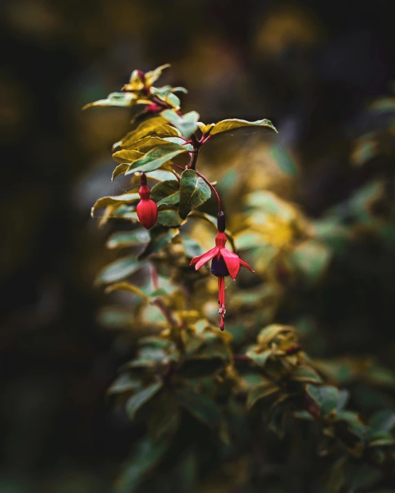 red flowers are blooming along with green foliage