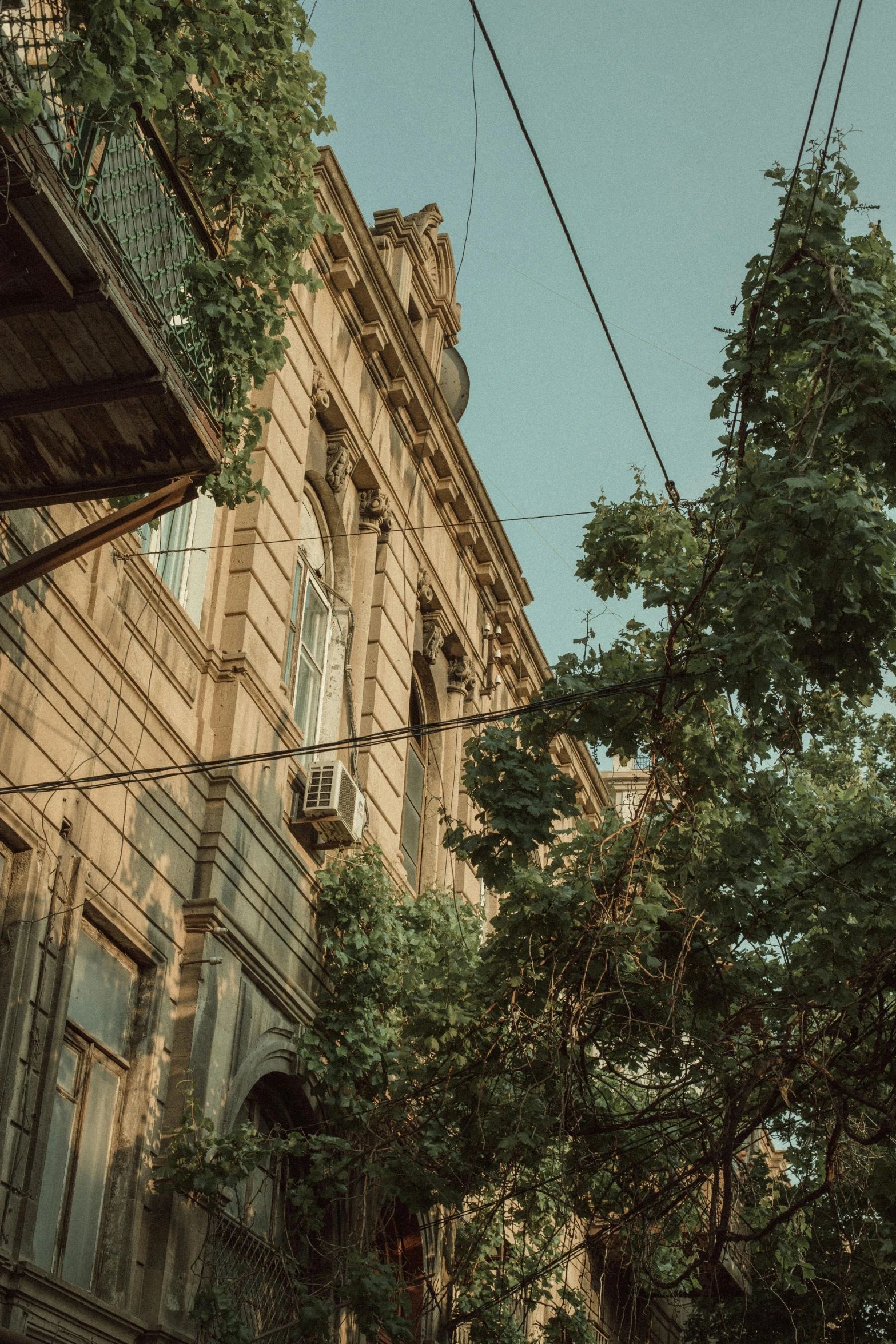 a large tree in front of an old building