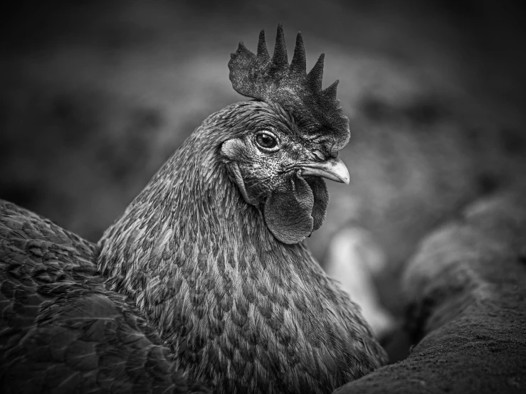 a black chicken standing on top of a wooden ground