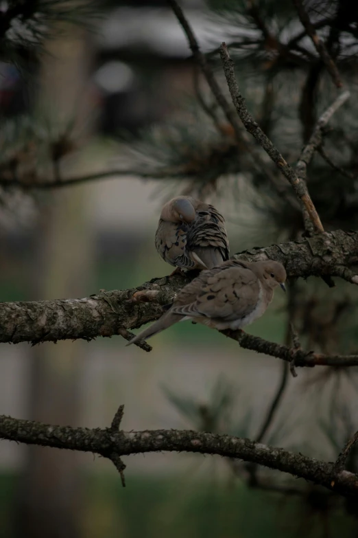 two birds perched on nches near some trees