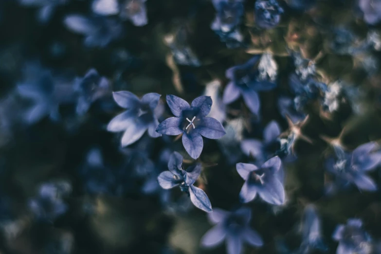 the blue flower on the nch is starting to turn purple