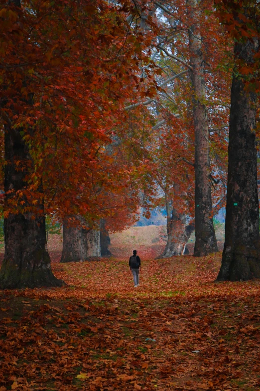 a person is walking through the woods with their dog