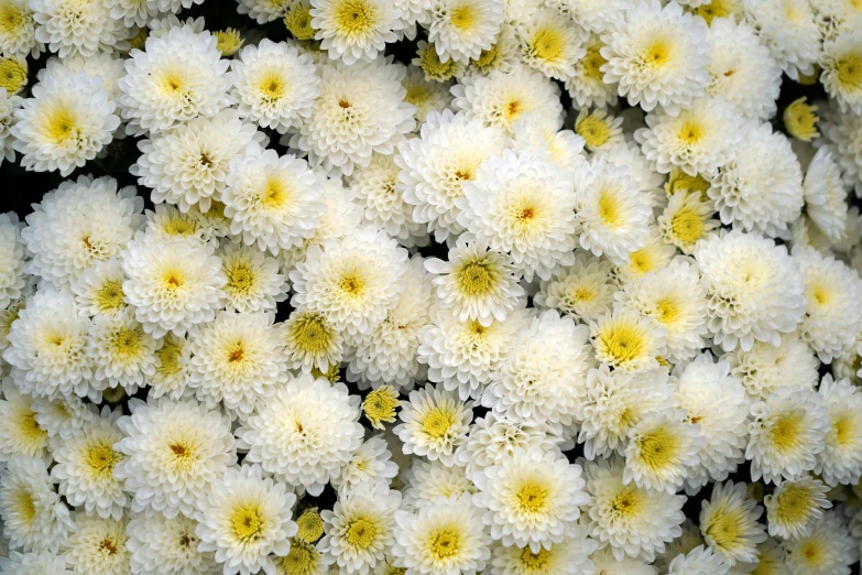 a large bunch of white and yellow flowers