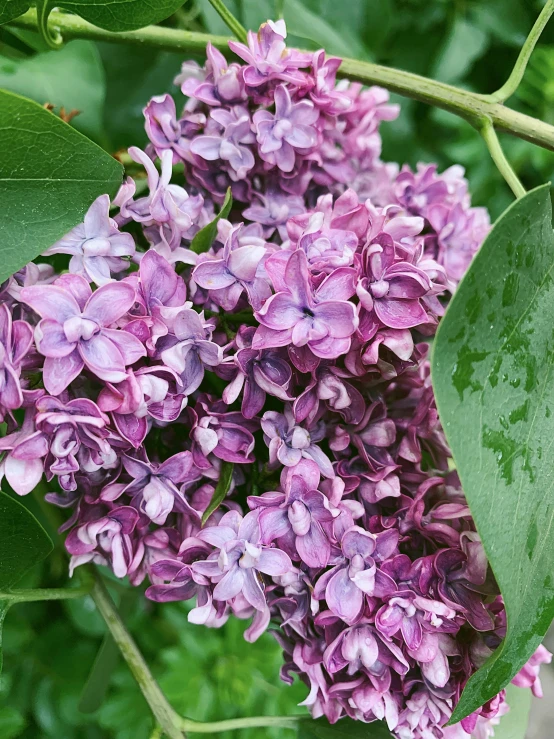 the flowers are blooming on the nch of this tree