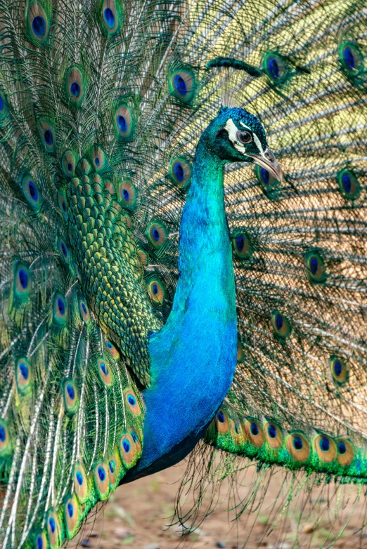 a beautiful peacock with feathers spread out