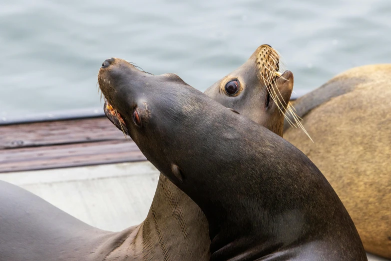 three sea lions face each other in front of a body of water