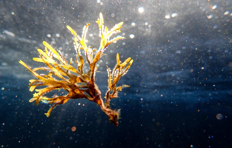 underwater s of a small plant with small, spiky needles