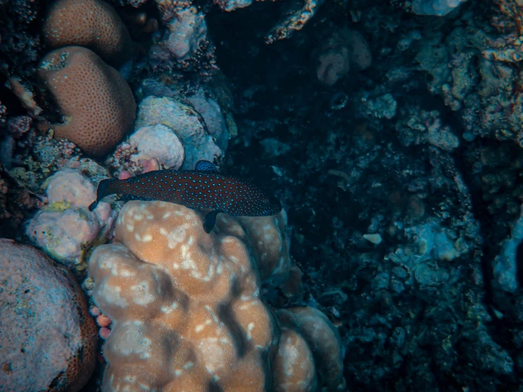 a group of blue and orange fish and some corals