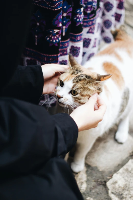 person petting cat in open area of concrete flooring