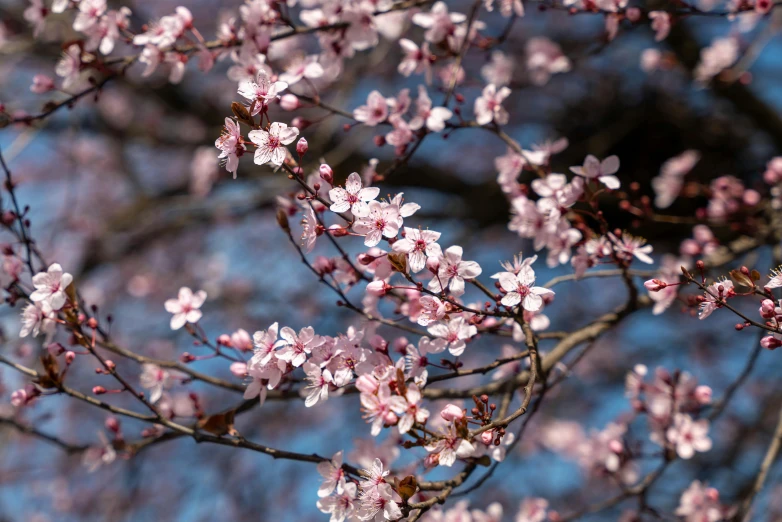 pink flowers growing on top of a tree nch