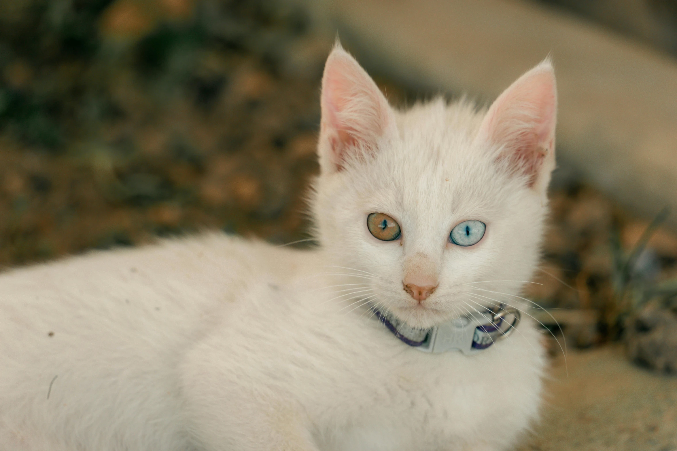 a white cat with blue eyes sitting on the ground