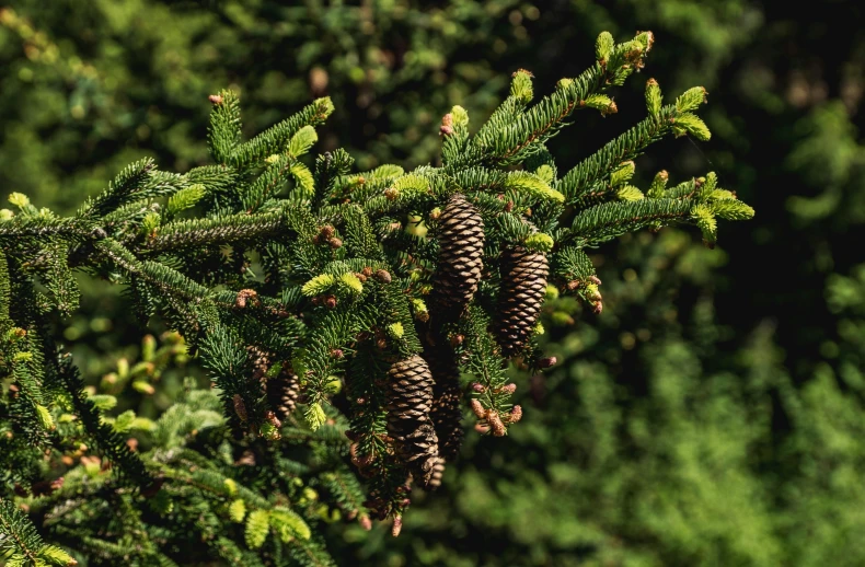 two pine cones are on the green needles of a tree