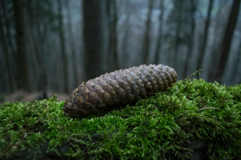 a pine cone is placed on a pile of moss