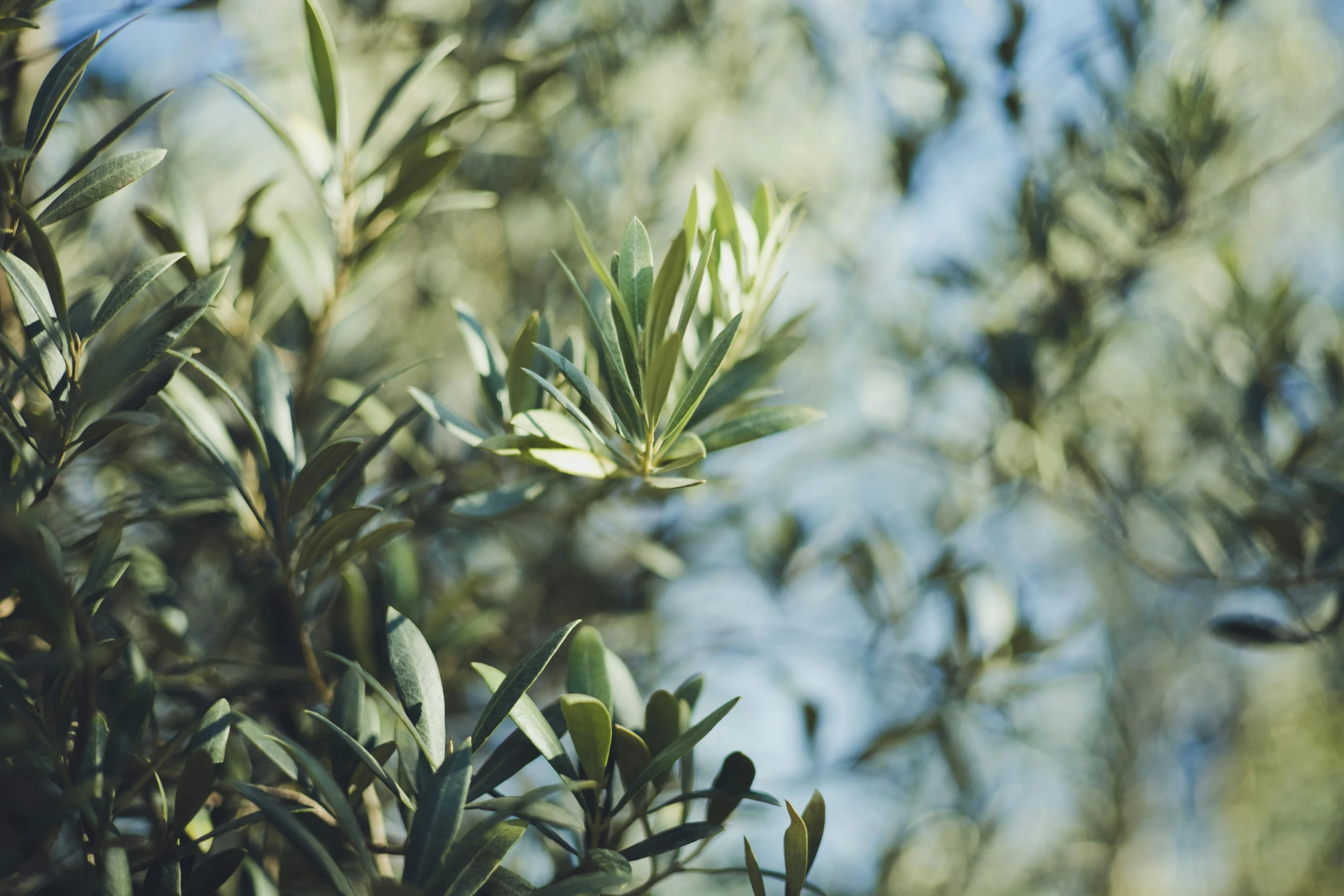 an olive tree is looking up at leaves