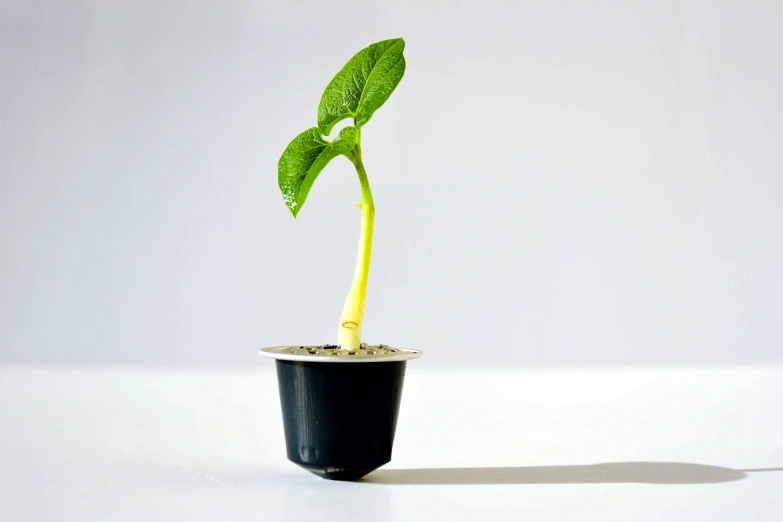 a black pot filled with a green plant