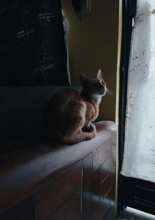 a cat sits on a ledge near a window