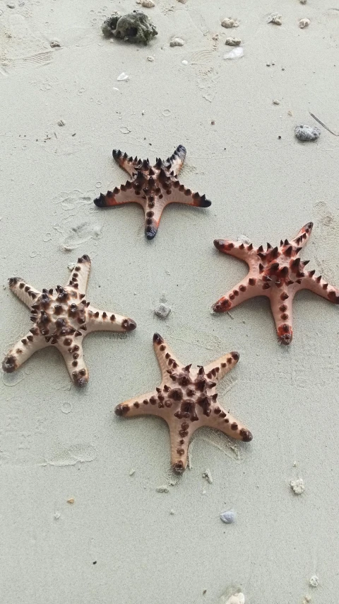 four starsfish lie on the beach sand