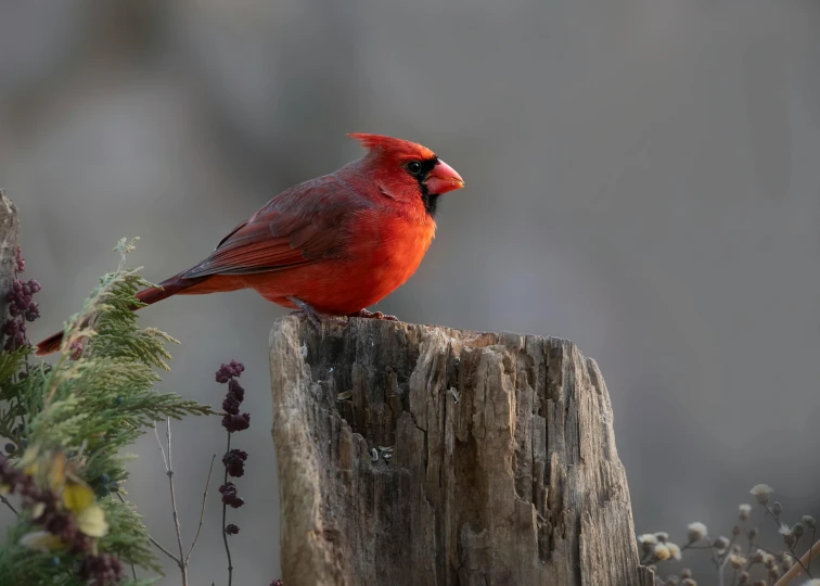 a cardinal perched on a wooden stump surrounded by purple flowers