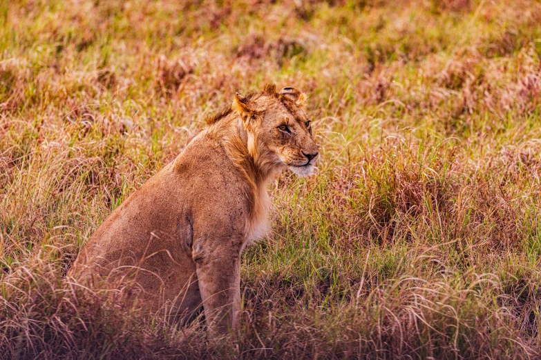 the young lion is sitting on the tall grass