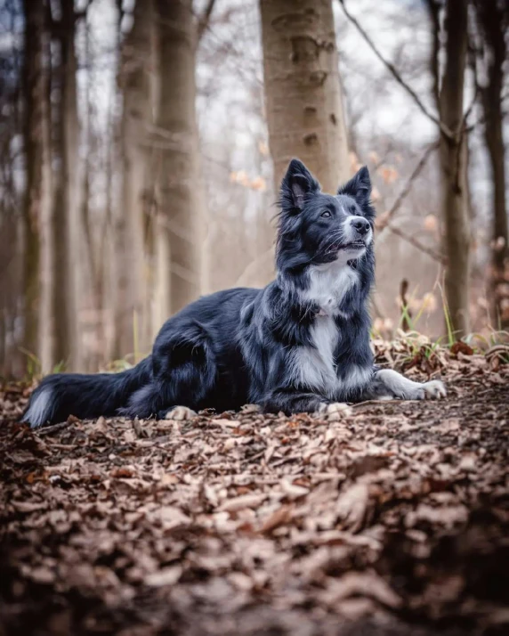 a dog is laying in a wooded area with leaves on the ground