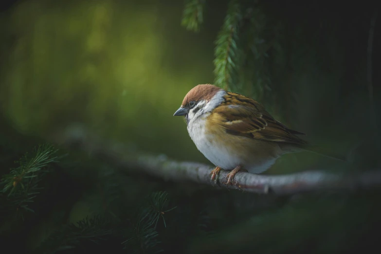 small bird sitting on a nch surrounded by greenery