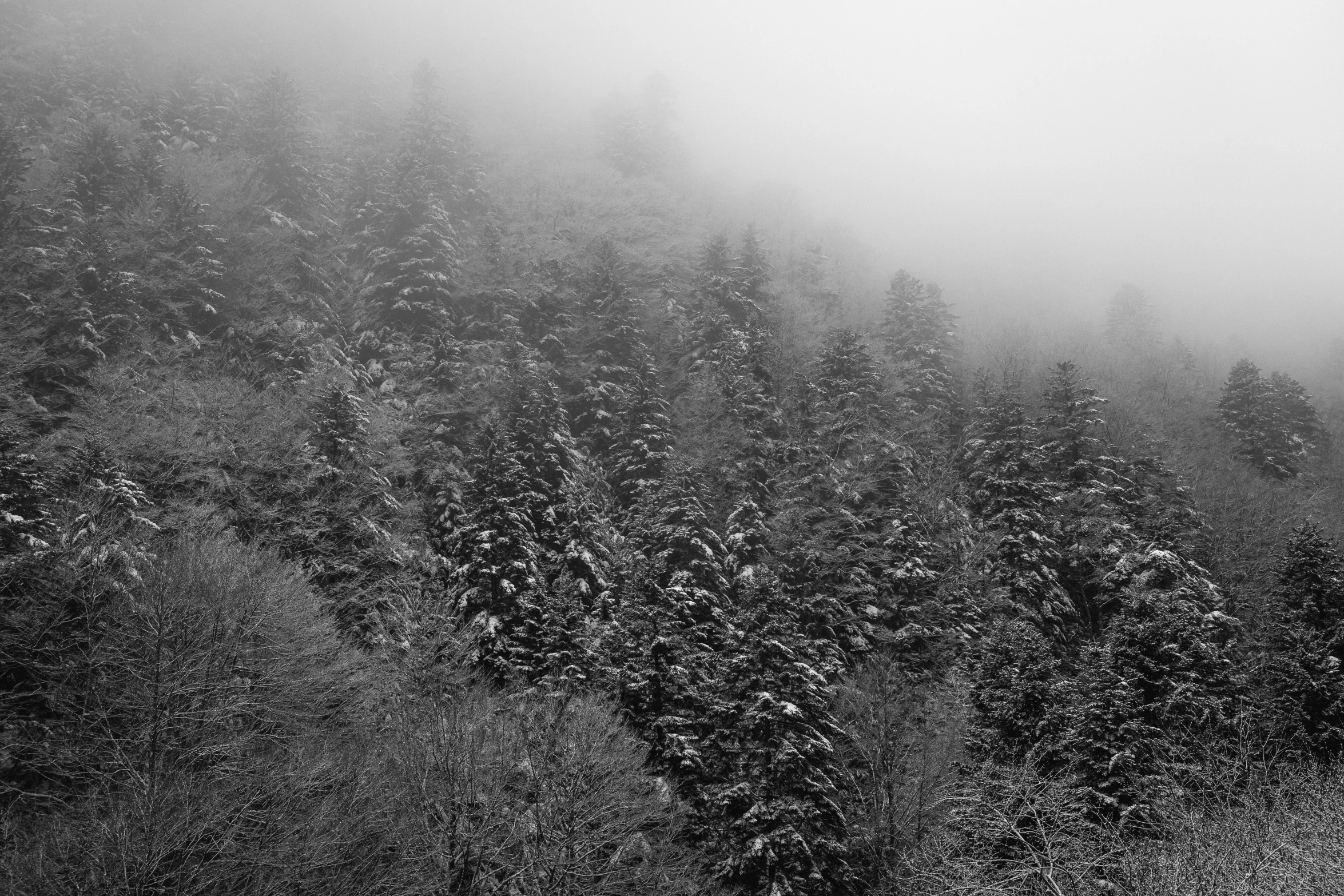 a black and white po of the forest in the snow