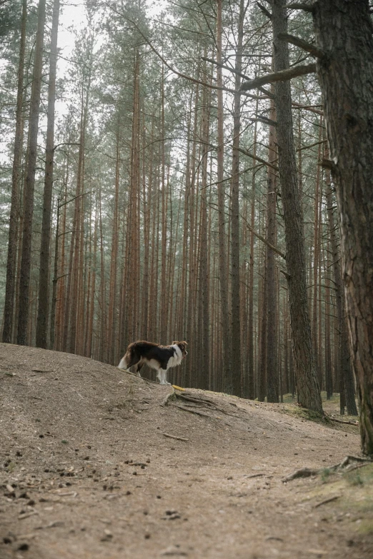 a dog is walking in a wooded area