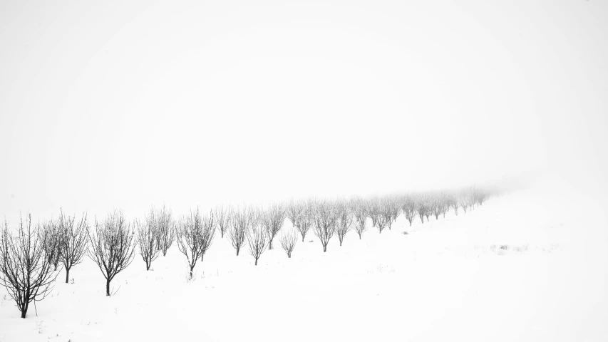 a snowy scene with a snow storm coming in on the trees