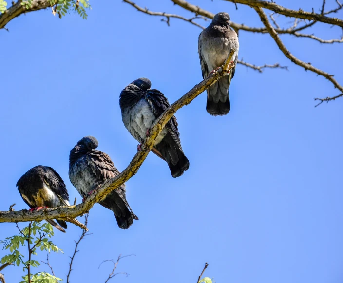 a group of birds sitting on top of a tree nch