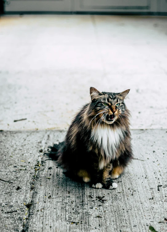 a multicolored cat that is sitting on the sidewalk