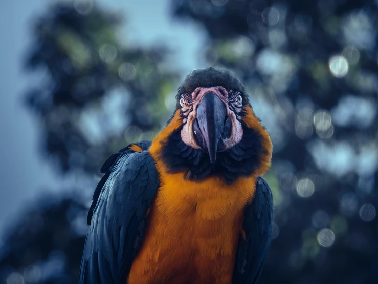 a large bird standing in front of a tree