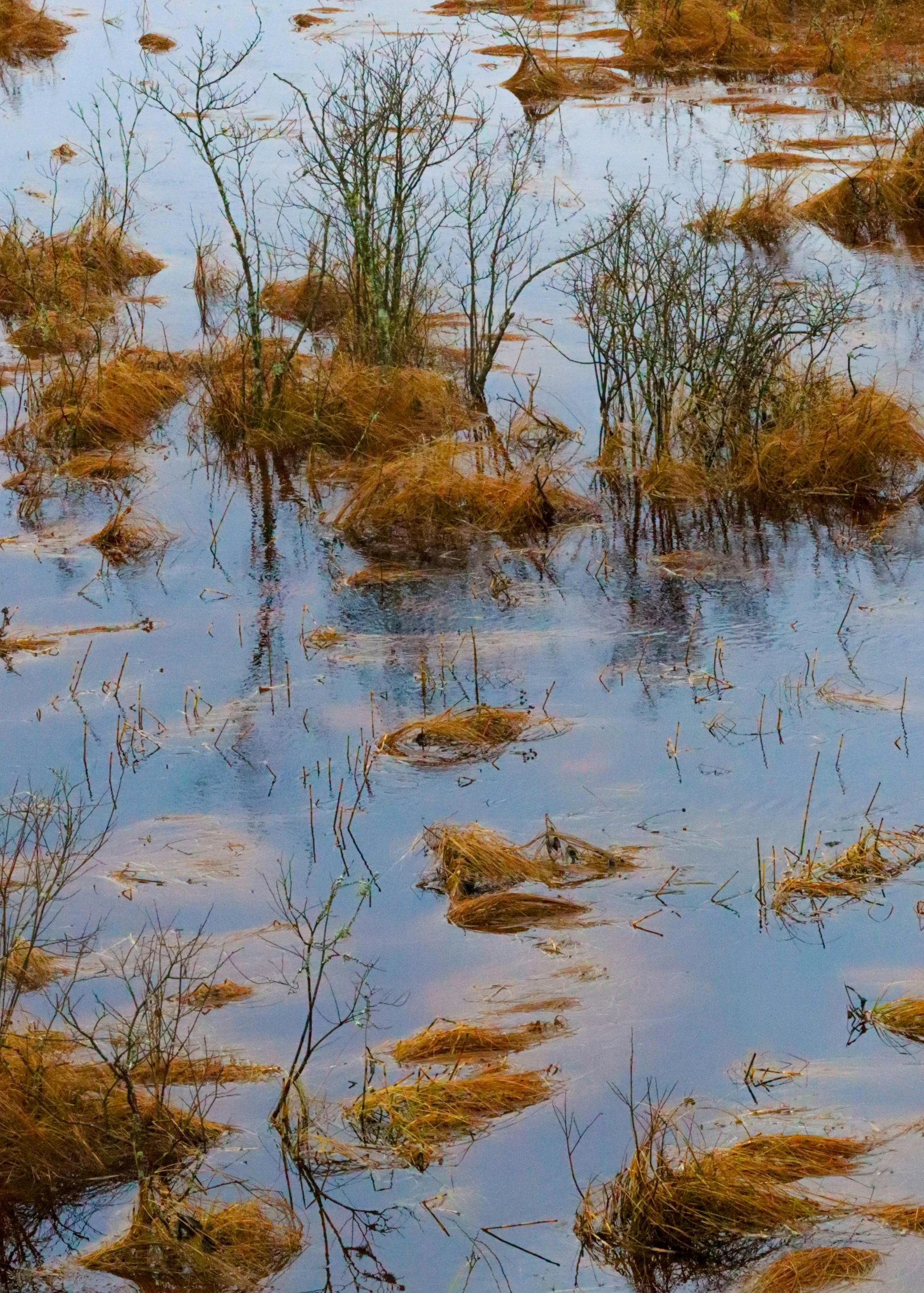 brown, mossy weeds are growing in water and grasses