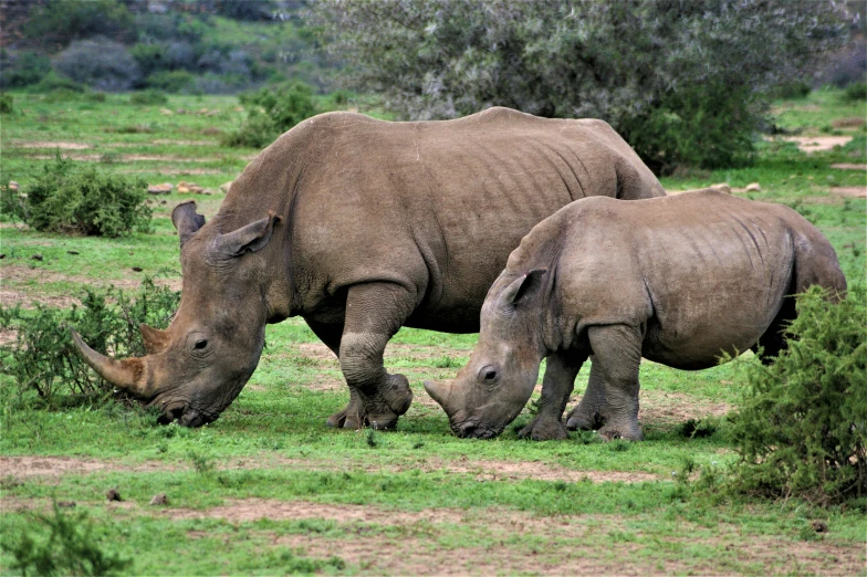 a small baby rhino standing next to a larger rhino