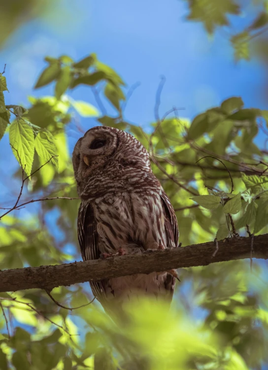 a owl sitting on top of a tree nch