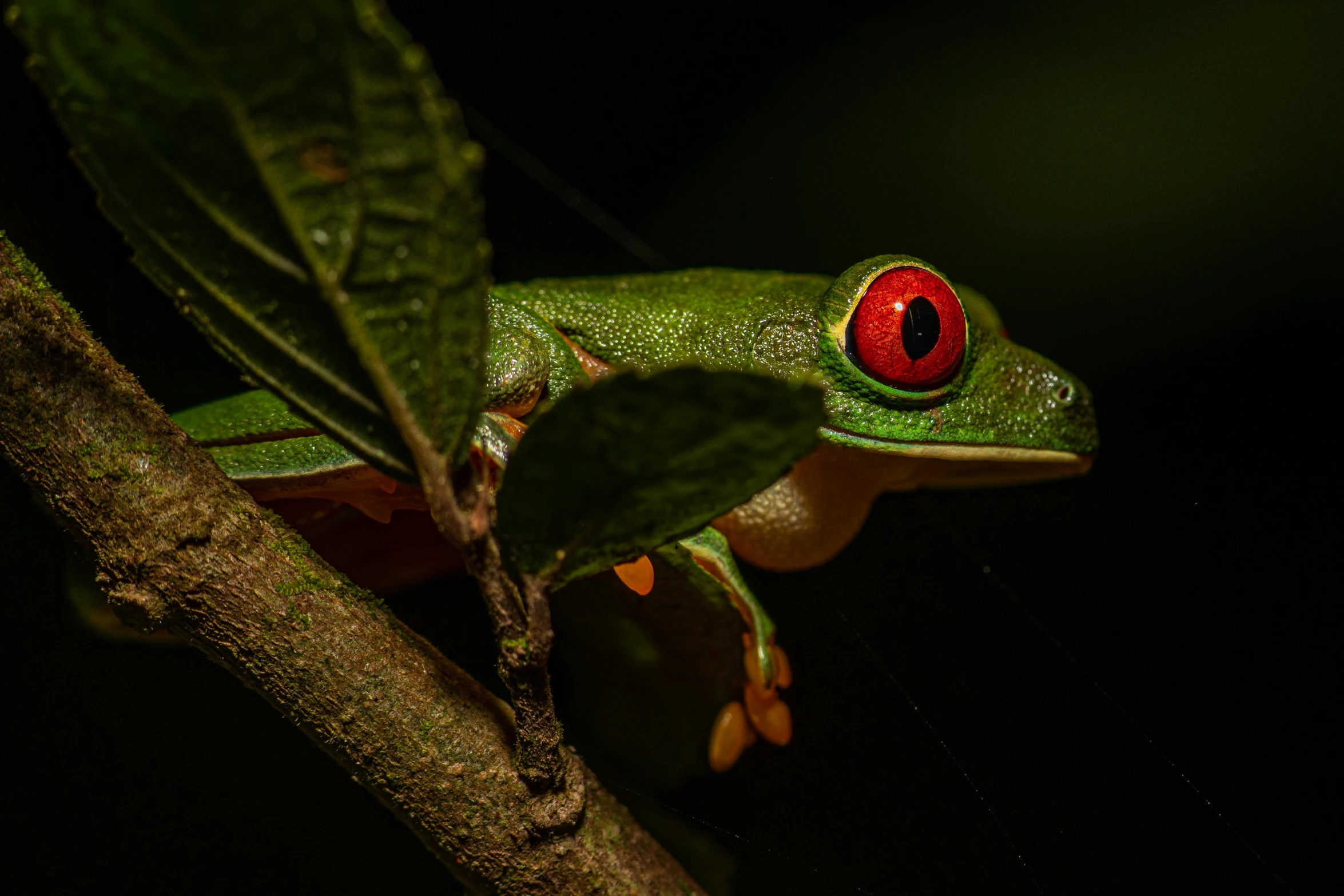 a frog with red eyes sits on the nch