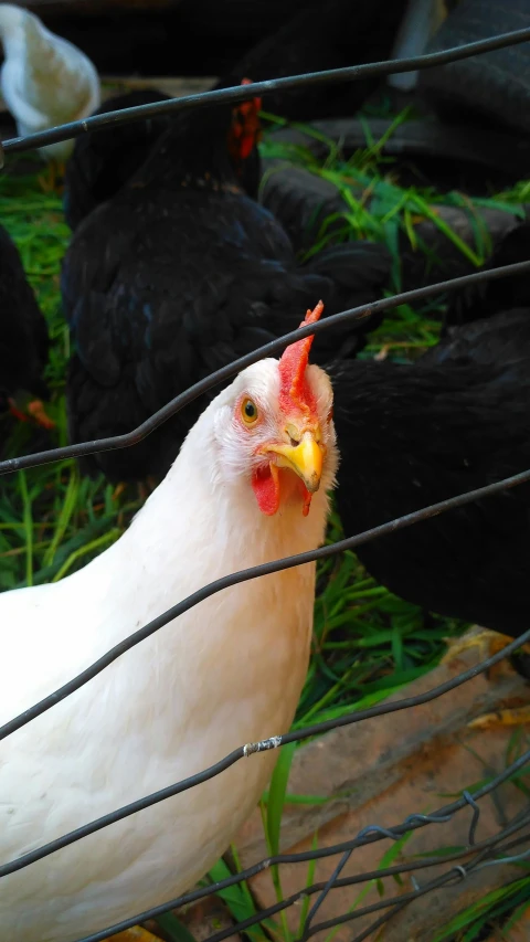 chickens sitting in the grass behind a wire fence