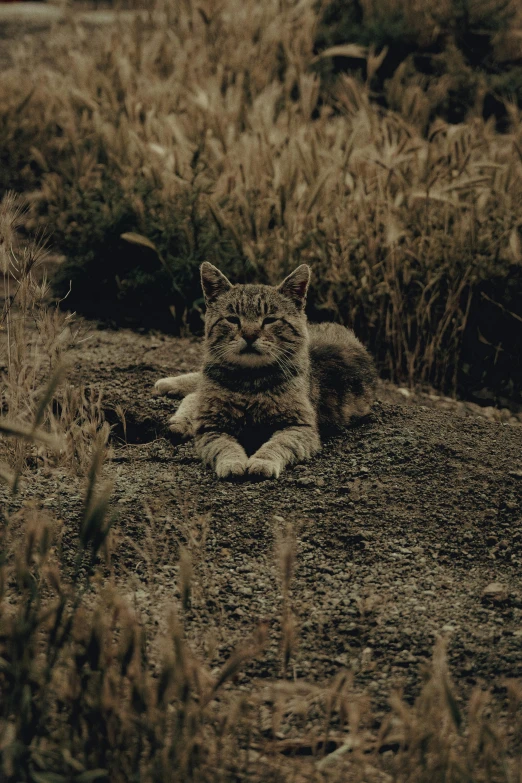 a striped cat sitting in the dirt with his eyes closed