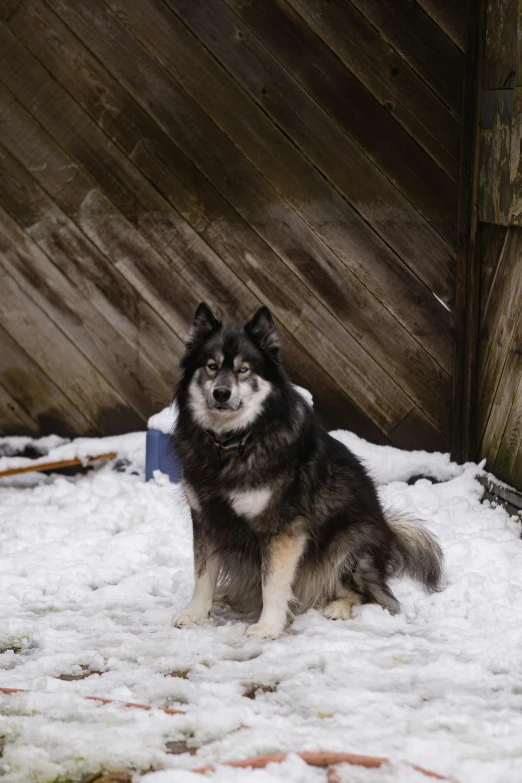 the large dog is sitting in the snow