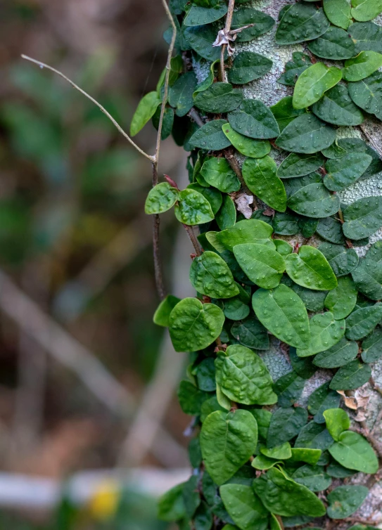 green leaves grow on the bark of a tree