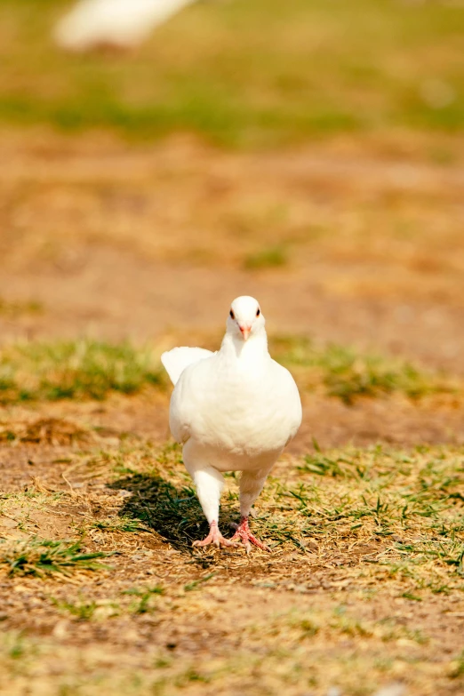 a small white bird with its  out