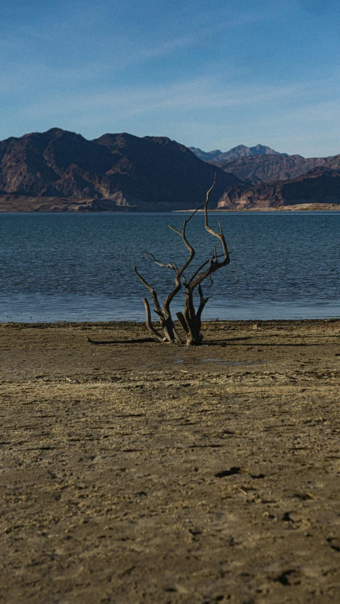 a dead tree with mountains in the background