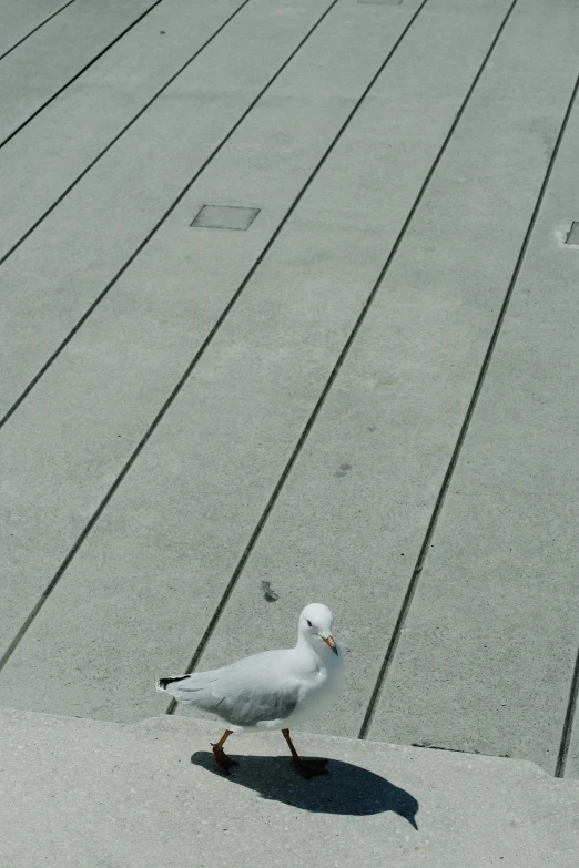 a seagull walking on concrete looking for food