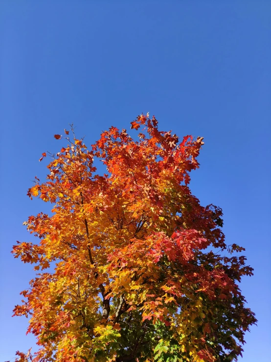 an image of a tree with many leaves